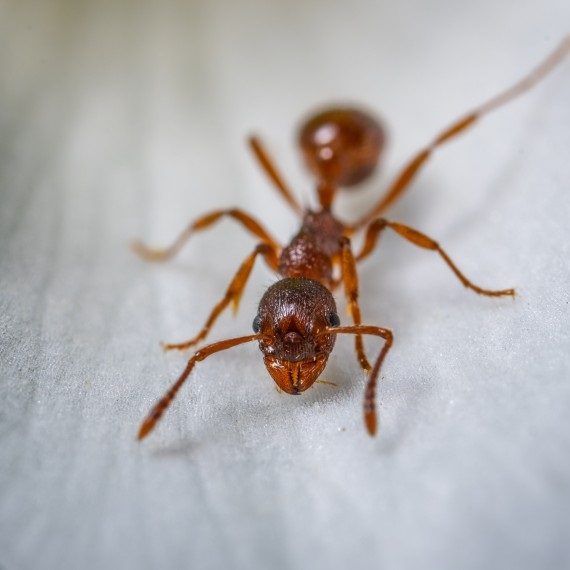 Field Ants, Pest Control in Archway, N19. Call Now! 020 8166 9746