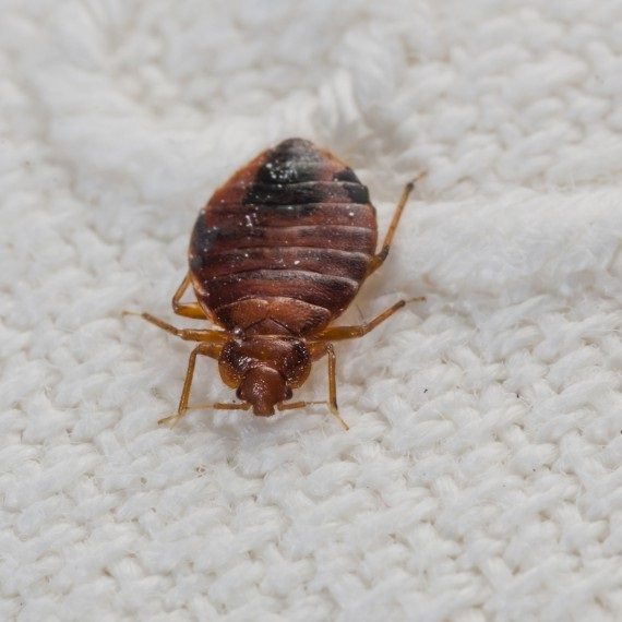 Bed Bugs, Pest Control in Archway, N19. Call Now! 020 8166 9746