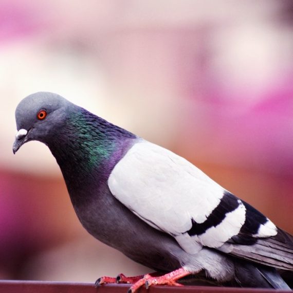 Birds, Pest Control in Archway, N19. Call Now! 020 8166 9746