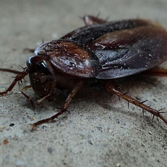 Cockroaches, Pest Control in Archway, N19. Call Now! 020 8166 9746