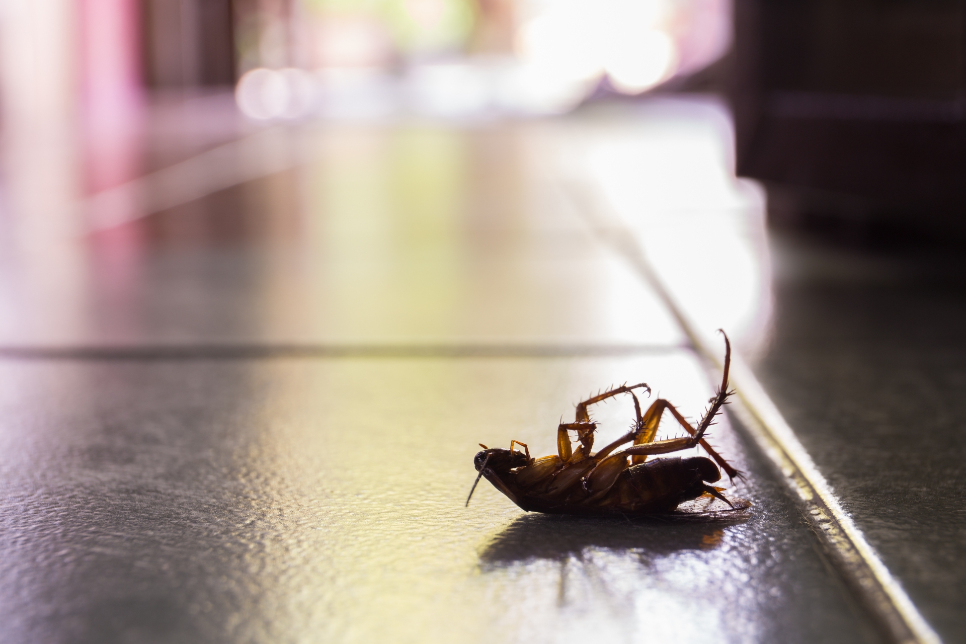 Cockroach Control, Pest Control in Archway, N19. Call Now 020 8166 9746