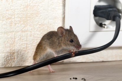 Pest Control in Archway, N19. Call Now! 020 8166 9746
