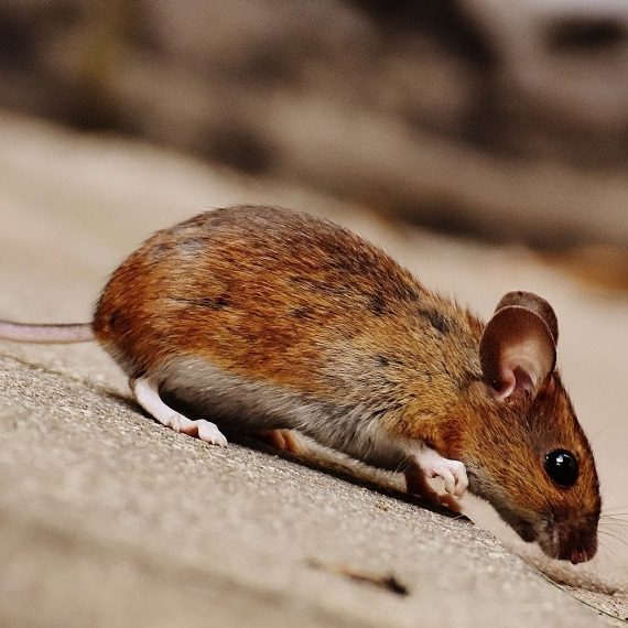 Mice, Pest Control in Archway, N19. Call Now! 020 8166 9746