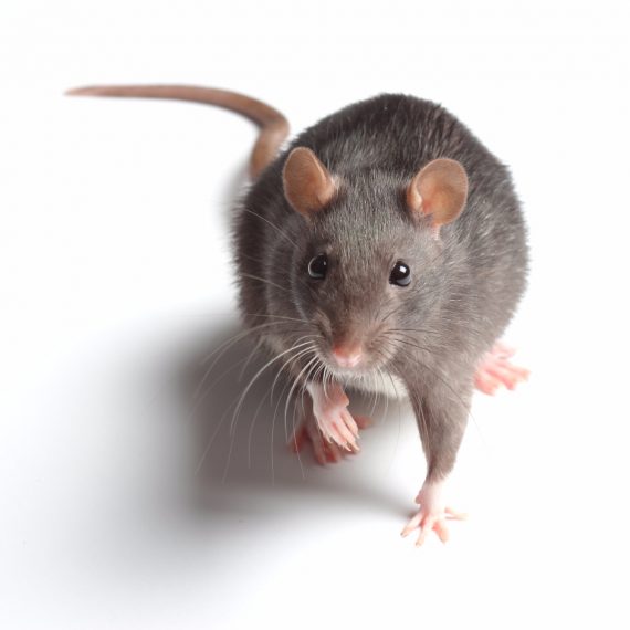 Rats, Pest Control in Archway, N19. Call Now! 020 8166 9746