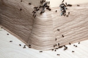 Ant Control, Pest Control in Archway, N19. Call Now 020 8166 9746