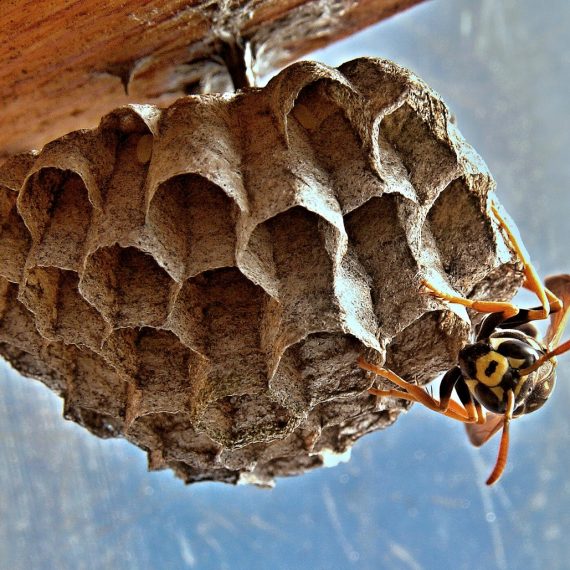 Wasps Nest, Pest Control in Archway, N19. Call Now! 020 8166 9746